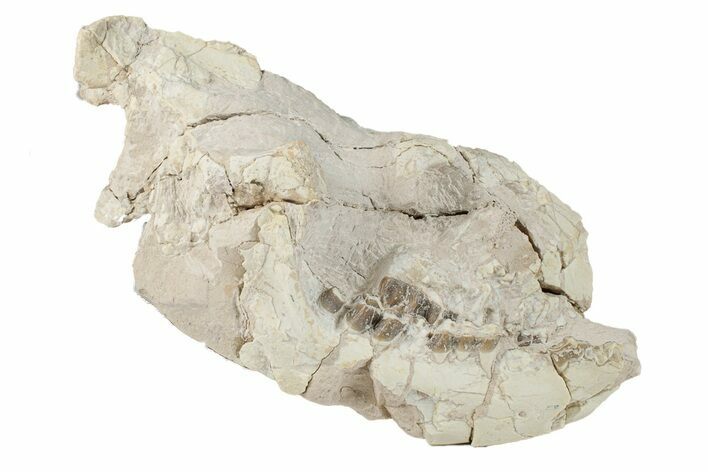 Fossil Oreodont (Merycoidodon) Partial Skull - South Dakota #269889
